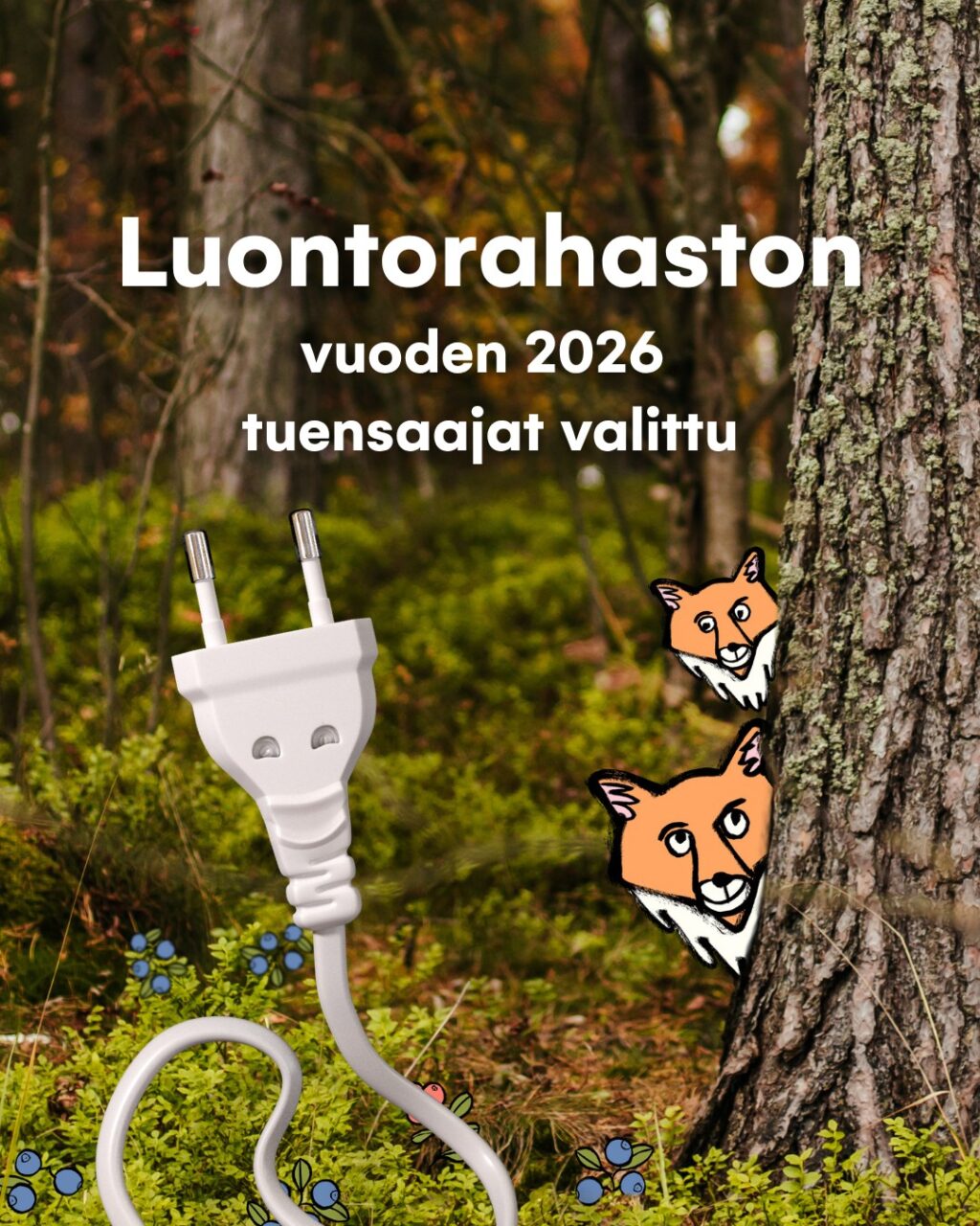 Oomin Luontorahaston vuoden 2026 tuensaajat on nyt valittu 💚Vuonna 2026 Oomin Luontorahaston tuella mahdollistetaan paikallisia luontohankkeita eri puolilla Suomea. Saimme ison kasan huolella mietittyjä ja tärkeitä kehityskohteita nostavia hakemuksia. Kiitos siis ihan jokaisesta.💛Tämän vuoden tuensaajiksi valittuja hankkeita yhdistää tekemisen käytännöllisyys. Luontotyö näkyy esimerkiksi vieraslajien torjuntana, niittyjen perustamisena, vesistöjen kunnostamisena sekä lajiston kartoituksina ja seurantana. Valituissa kohteissa näkyy myös luontokasvatus, yhteisöllisyys ja talkoohenki. Maantieteellisesti valitut hankkeet jakautuvat eri puolille Suomea.Valitut kohteet löydät verkkosivuiltamme.#oomi #luontorahasto